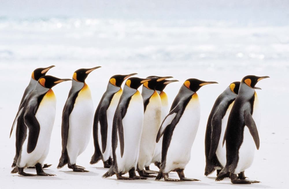 鳥與夢飛行 (M+ Cinema Programmes)電影劇照1