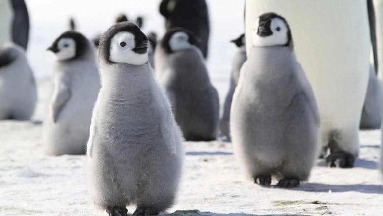 小企鵝南極歷險記電影劇照1
