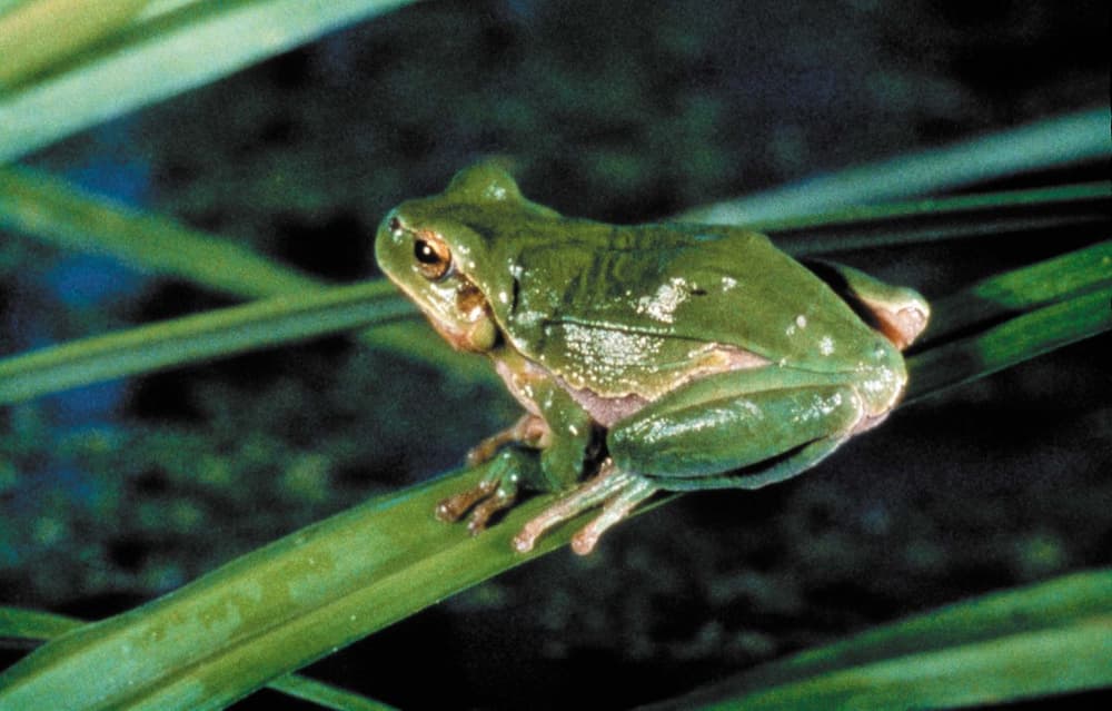 點蟲蟲 (M+ Cinema Programmes)電影劇照1