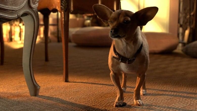 Beverly Hills Chihuahua 3電影劇照1