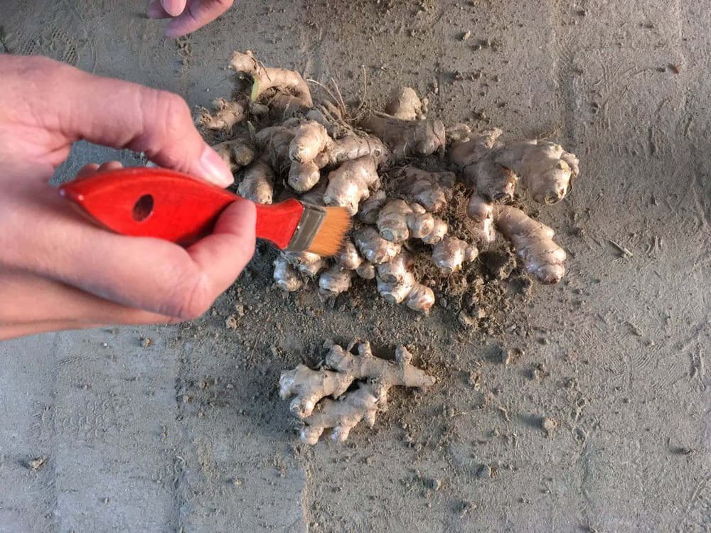 海中獸與飛天潛水艇 (M+ Cinema Programmes)電影劇照1