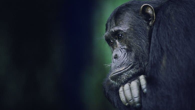 猩猩王國：戰線電影劇照1