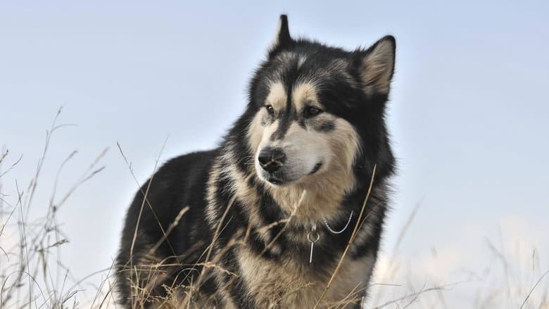 Against the Wild II: Survive the Serengeti電影劇照1