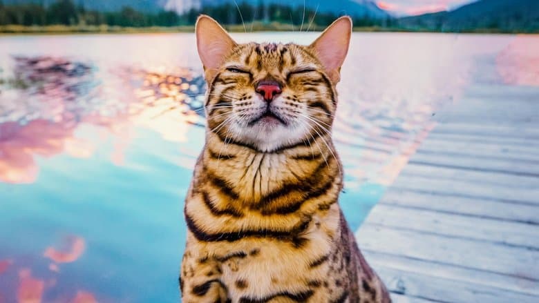 #cats_the_mewvie電影劇照1