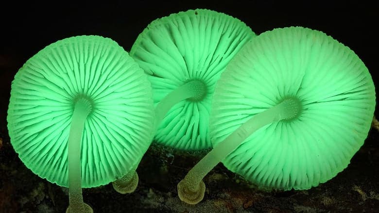 The Kingdom: How Fungi Made Our World電影劇照1