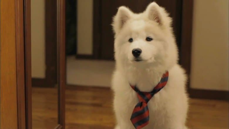 犬飼さんちの犬電影劇照1