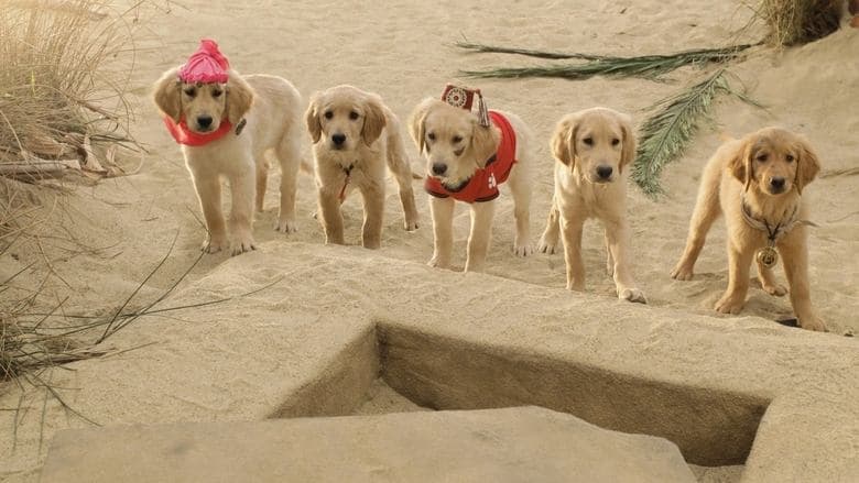 寶貝狗尋寶探險記電影劇照1