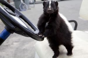 毛毛大反擊電影劇照8