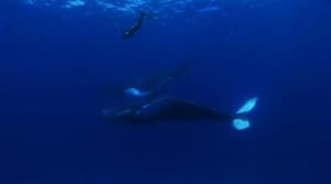 海豚灣電影劇照9