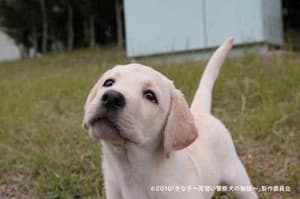 狗狗學警電影劇照4