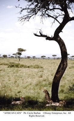 非洲野貓電影劇照2