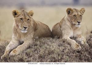 非洲野貓電影劇照11