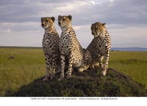 非洲野貓電影劇照3