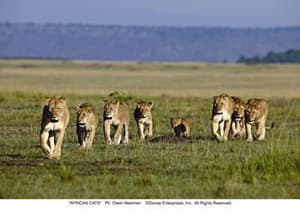 非洲野貓電影劇照4