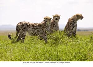 非洲野貓電影劇照5