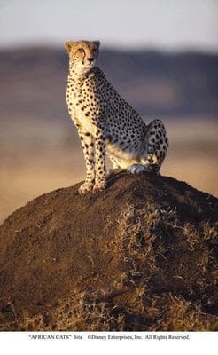 非洲野貓電影劇照6