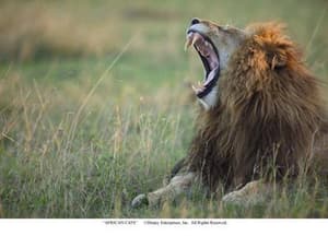 非洲野貓電影劇照7