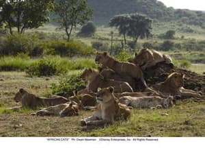 非洲野貓電影劇照9