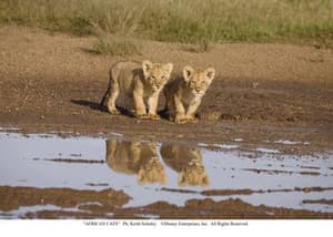 非洲野貓電影劇照10