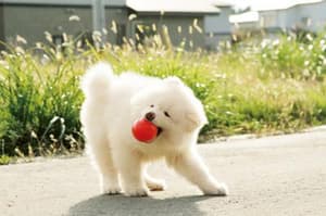 鬆毛犬小威電影劇照3