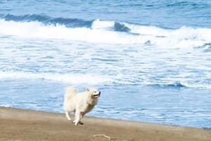 鬆毛犬小威電影劇照5