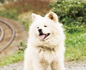 鬆毛犬小威電影劇照6