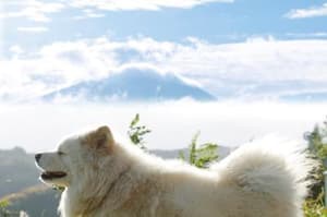 鬆毛犬小威電影劇照10