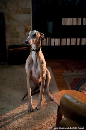 風雨同路兩支公電影劇照5