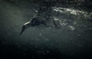 海中獸電影劇照4