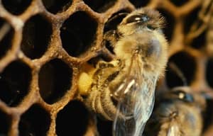 沒有蜜蜂的日子電影劇照3