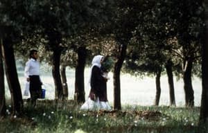 橄欖樹的情人電影劇照2