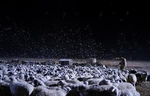 狼圖騰電影劇照2