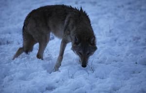 狼圖騰電影劇照13