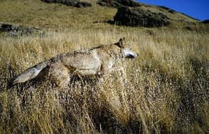 狼圖騰電影劇照4