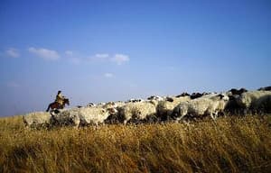 狼圖騰電影劇照5