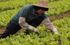 收割，開路！電影劇照2