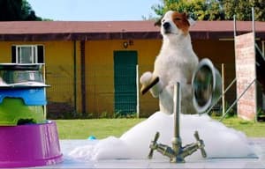 聰明狗笨豬電影劇照14