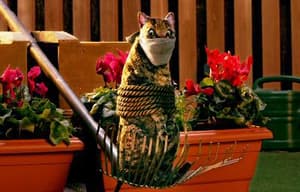 聰明狗笨豬電影劇照15