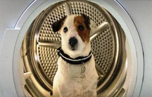 聰明狗笨豬電影劇照7