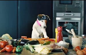 聰明狗笨豬電影劇照8