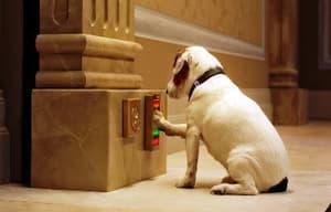 聰明狗笨豬電影劇照10