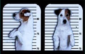 聰明狗笨豬電影劇照12