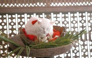 貓侍：萌主現身電影劇照12