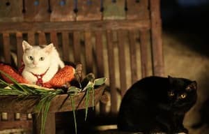 貓侍：萌主現身電影劇照13