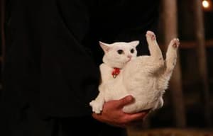 貓侍：萌主現身電影劇照14