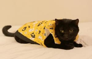 貓侍：萌主現身電影劇照10