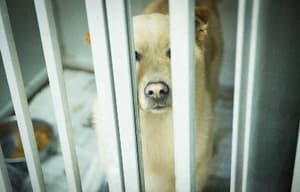 狗狗沒有家電影劇照12