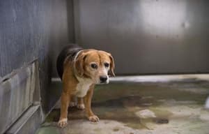 狗狗沒有家電影劇照7