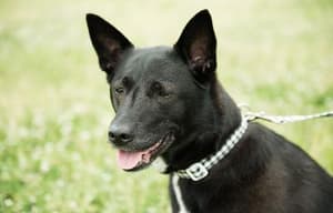 狗狗沒有家電影劇照8