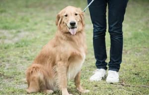 狗狗沒有家電影劇照9